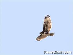 Image of Madagascan Buzzard