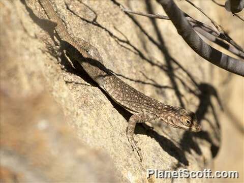 Image of Oplurus