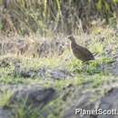 Image of Madagascan Partridge