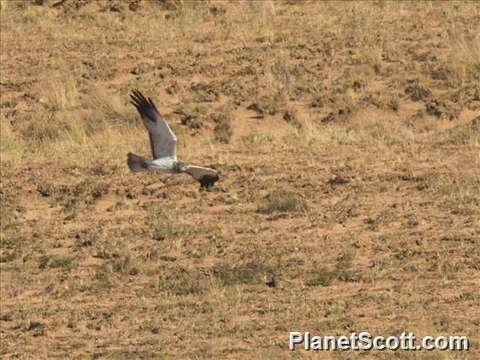 Image of Reunion Harrier