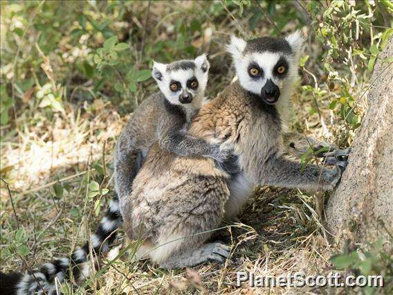 Image of Ring-tailed Lemurs