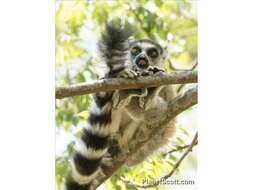 Image of Ring-tailed Lemurs