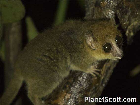 Image of dwarf lemurs and mouse lemurs