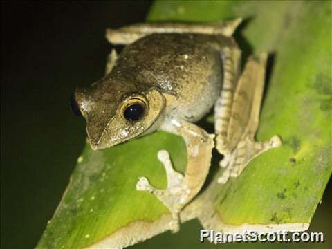 Image de Boophis Tschudi 1838