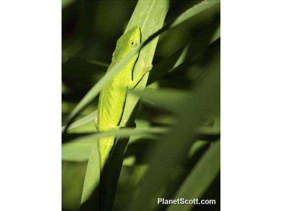 Image of chameleons