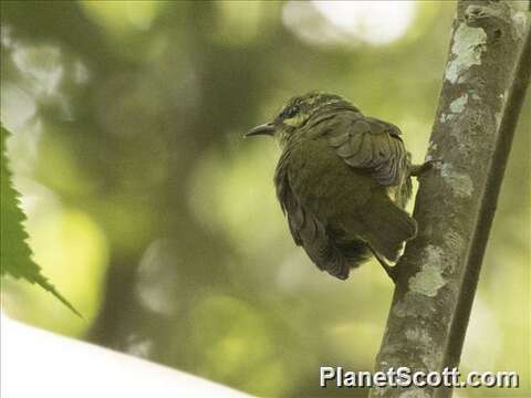 Image of Philepitta Geoffroy Saint-Hilaire & I 1838