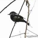 Image of Ward's Flycatcher