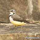 Motacilla flaviventris Hartlaub 1860 resmi