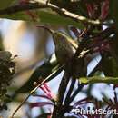 Image of Common Sunbird-Asity