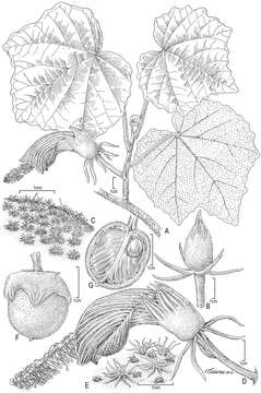 Image of Malvaceae