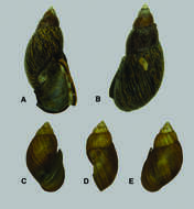 Image of Pulmonata