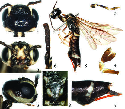 Image of xiphydriid wood wasps