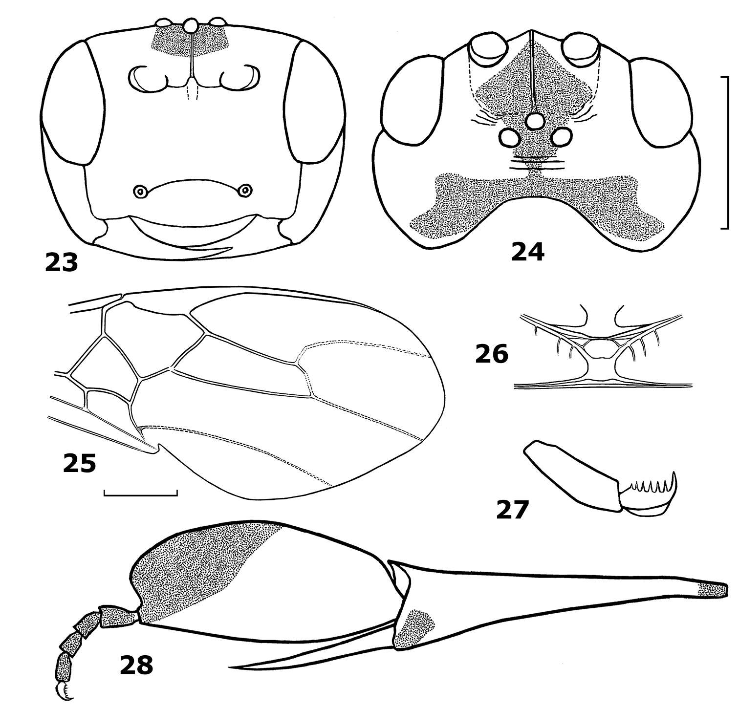 Image of <i>Hartemita khuatbaolinhae</i>