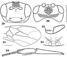 Image of <i>Hartemita maculata</i>