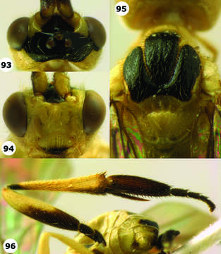 Image of <i>Hartemita maculata</i>