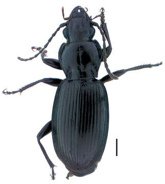 Image of Pterostichus (Pseudoferonina) bousqueti Bergdahl ex Bergdahl & Kavanaugh 2011