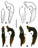 Image de Pterostichus (Pseudoferonina) bousqueti Bergdahl ex Bergdahl & Kavanaugh 2011