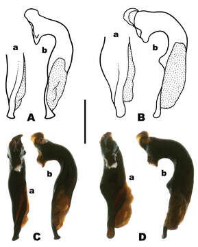 Image de Pterostichus (Pseudoferonina) bousqueti Bergdahl ex Bergdahl & Kavanaugh 2011