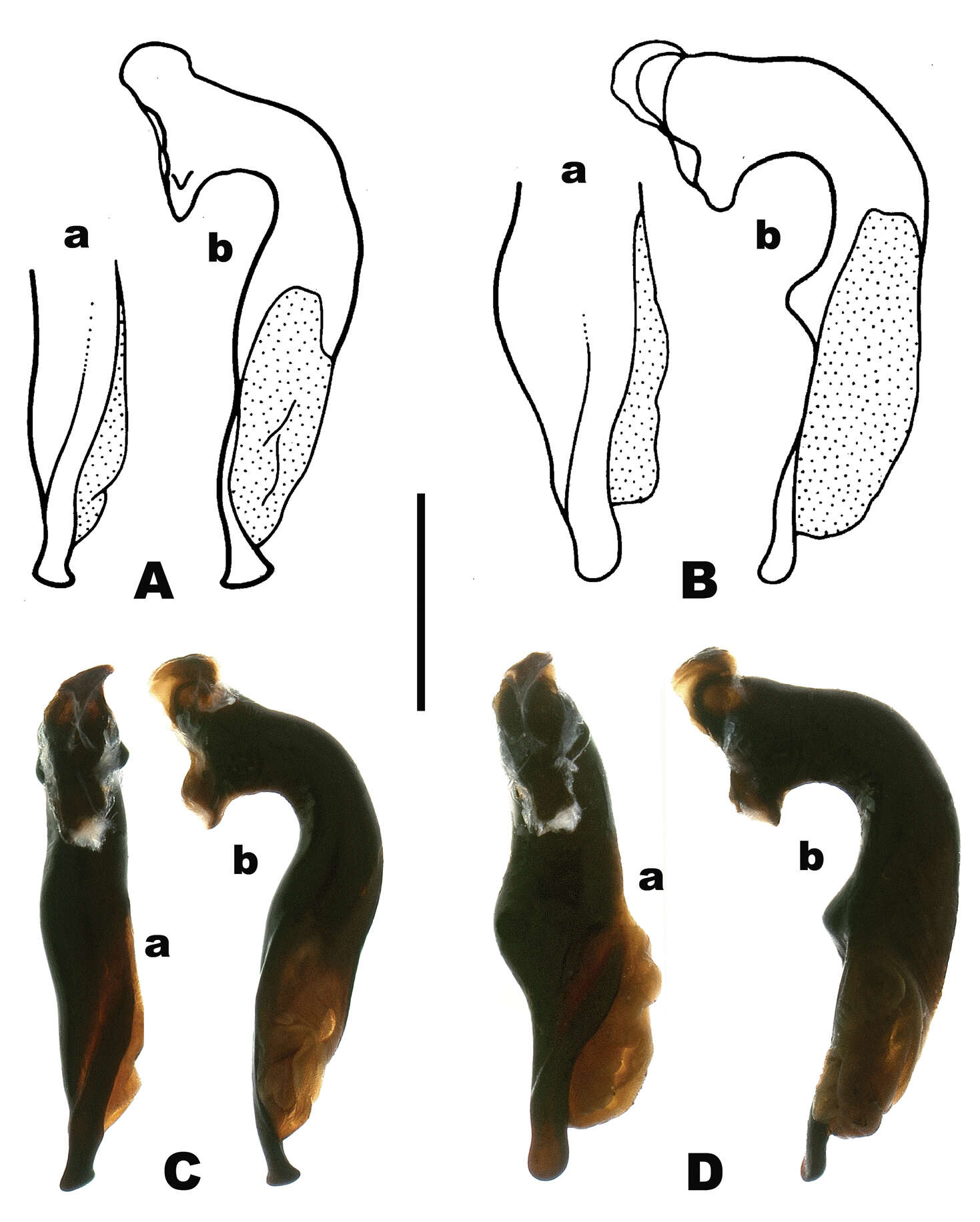 Image of Pterostichus (Pseudoferonina) bousqueti Bergdahl ex Bergdahl & Kavanaugh 2011