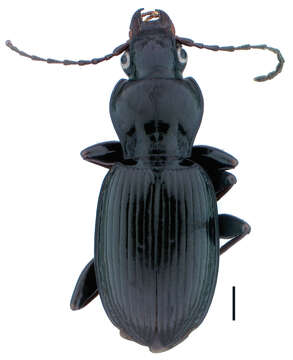 Image de Pterostichus (Pseudoferonina) lolo Bergdahl ex Bergdahl & Kavanaugh 2011