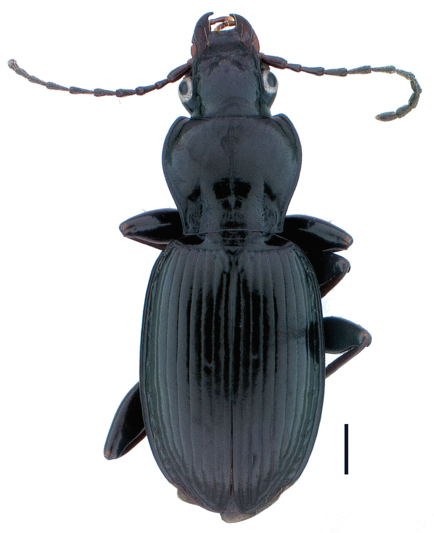 Image of Pterostichus (Pseudoferonina) lolo Bergdahl ex Bergdahl & Kavanaugh 2011