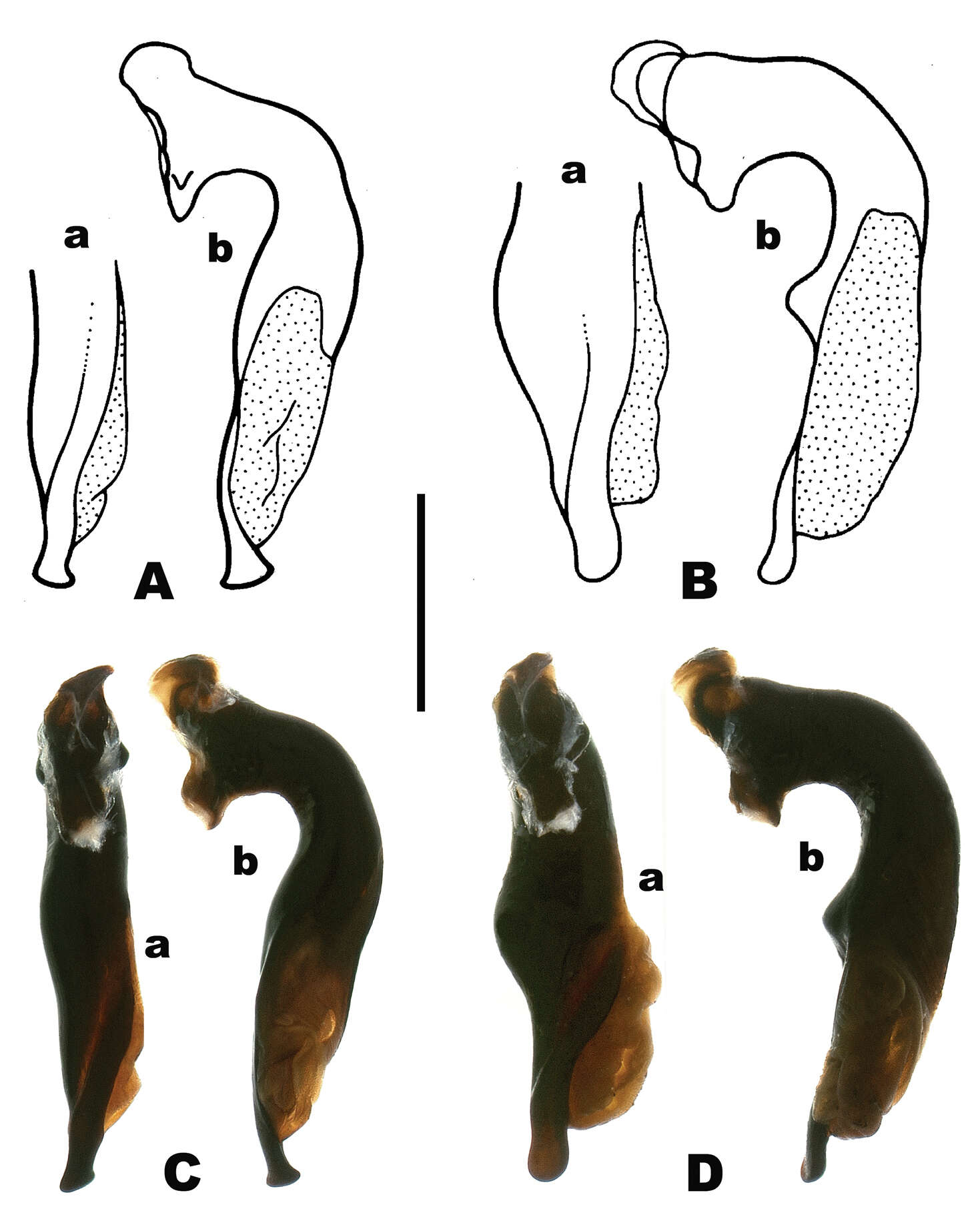 Image of Pterostichus (Pseudoferonina) lolo Bergdahl ex Bergdahl & Kavanaugh 2011