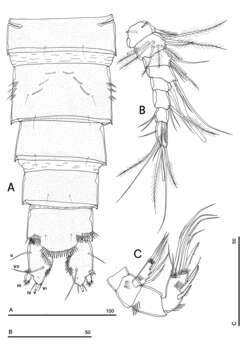 Image of Phyllognathopus Mrázek 1893