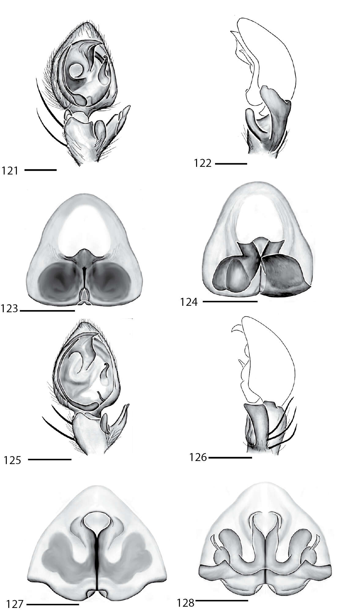 Image of Selenops bocacanadensis Crews 2011