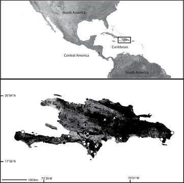 Image de Selenops bocacanadensis Crews 2011