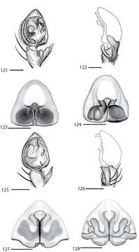 Image of Selenops oviedo Crews 2011