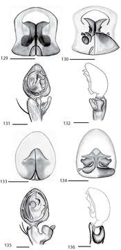 Sivun Selenops duan Crews 2011 kuva