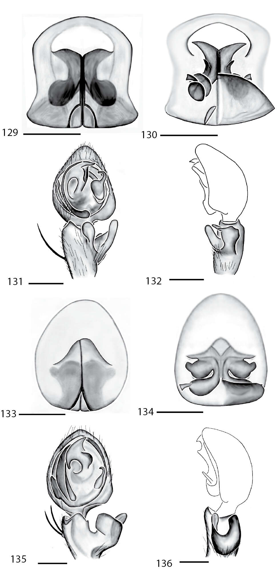 Image of Selenops duan Crews 2011