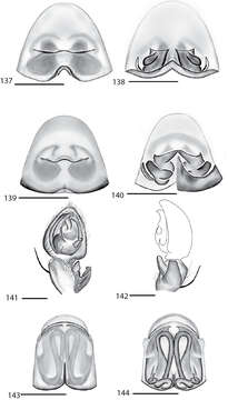 Image of Selenops kalinago Crews 2011