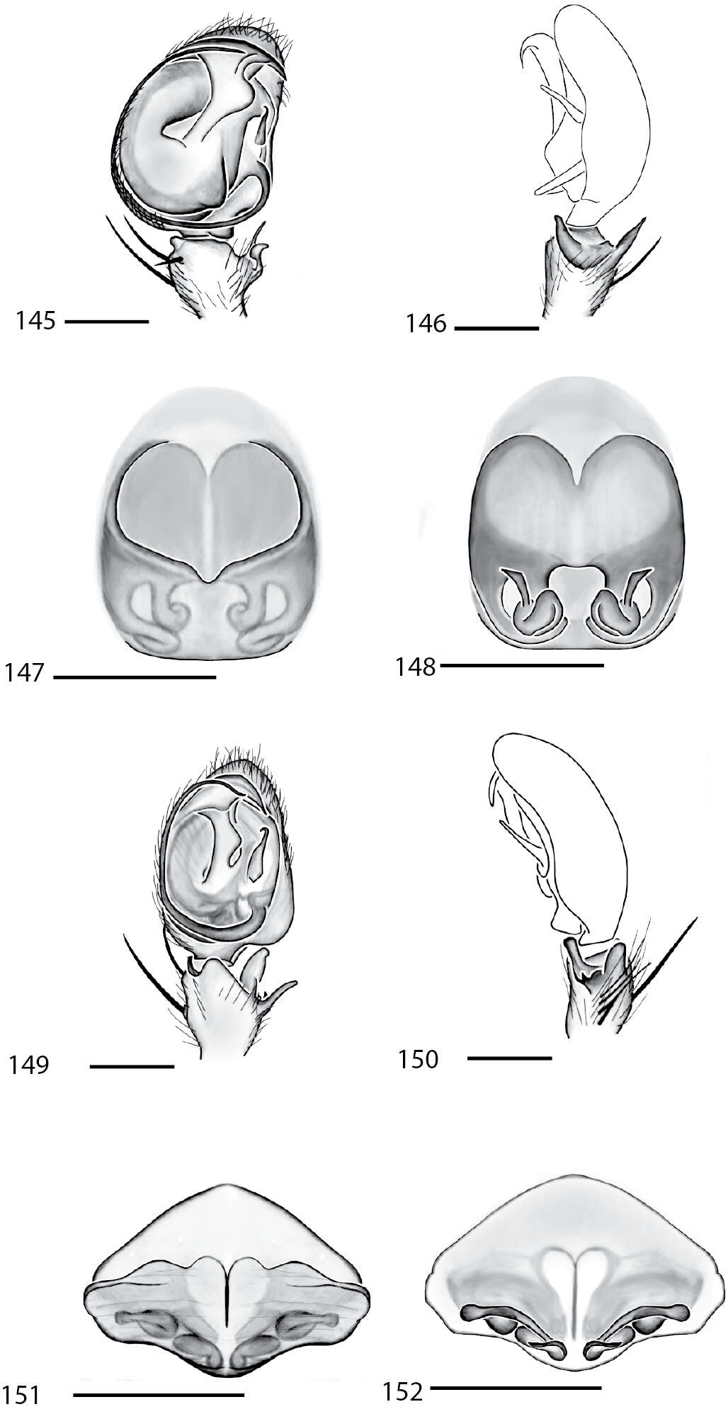 Image of Selenops kalinago Crews 2011