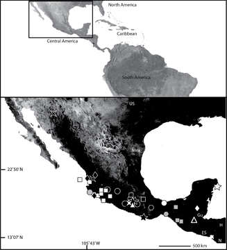 Image de Selenops ixchel Crews 2011