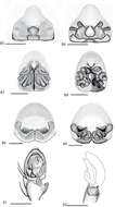 Image of Selenops oricuajo Crews 2011