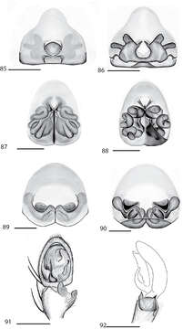 Image of Selenops amona Crews 2011