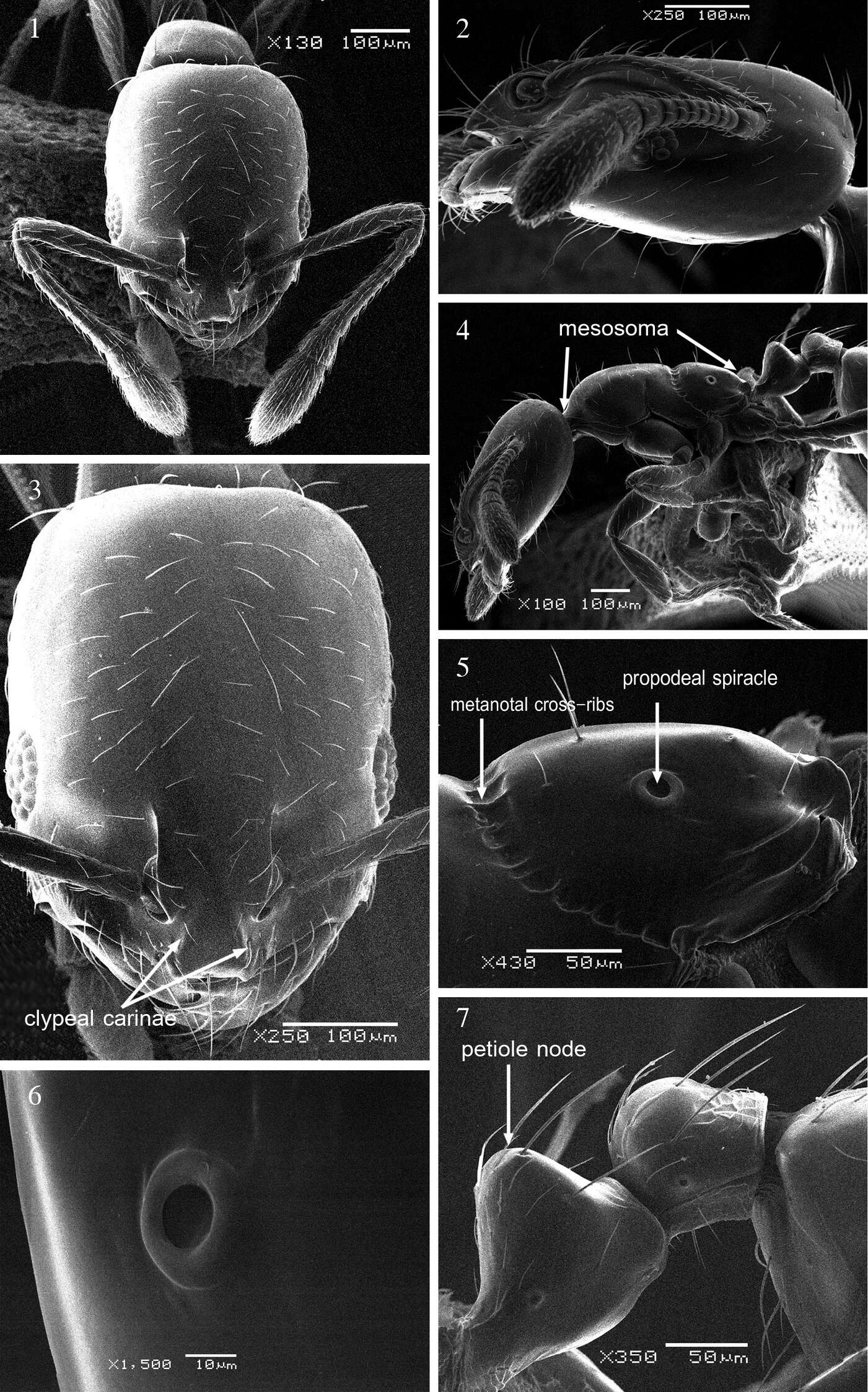 Imagem de Monomorium dryhimi Aldawood & Sharaf