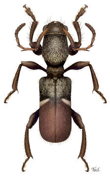 Image of Licracantha formicaria Lingafelter 2011