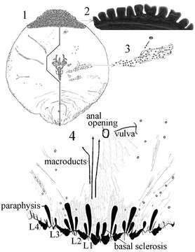 Image of Mycetaspis