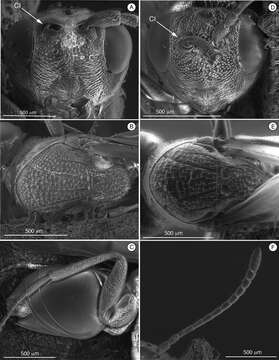 Image of Cicatrix Paretas-Martínez