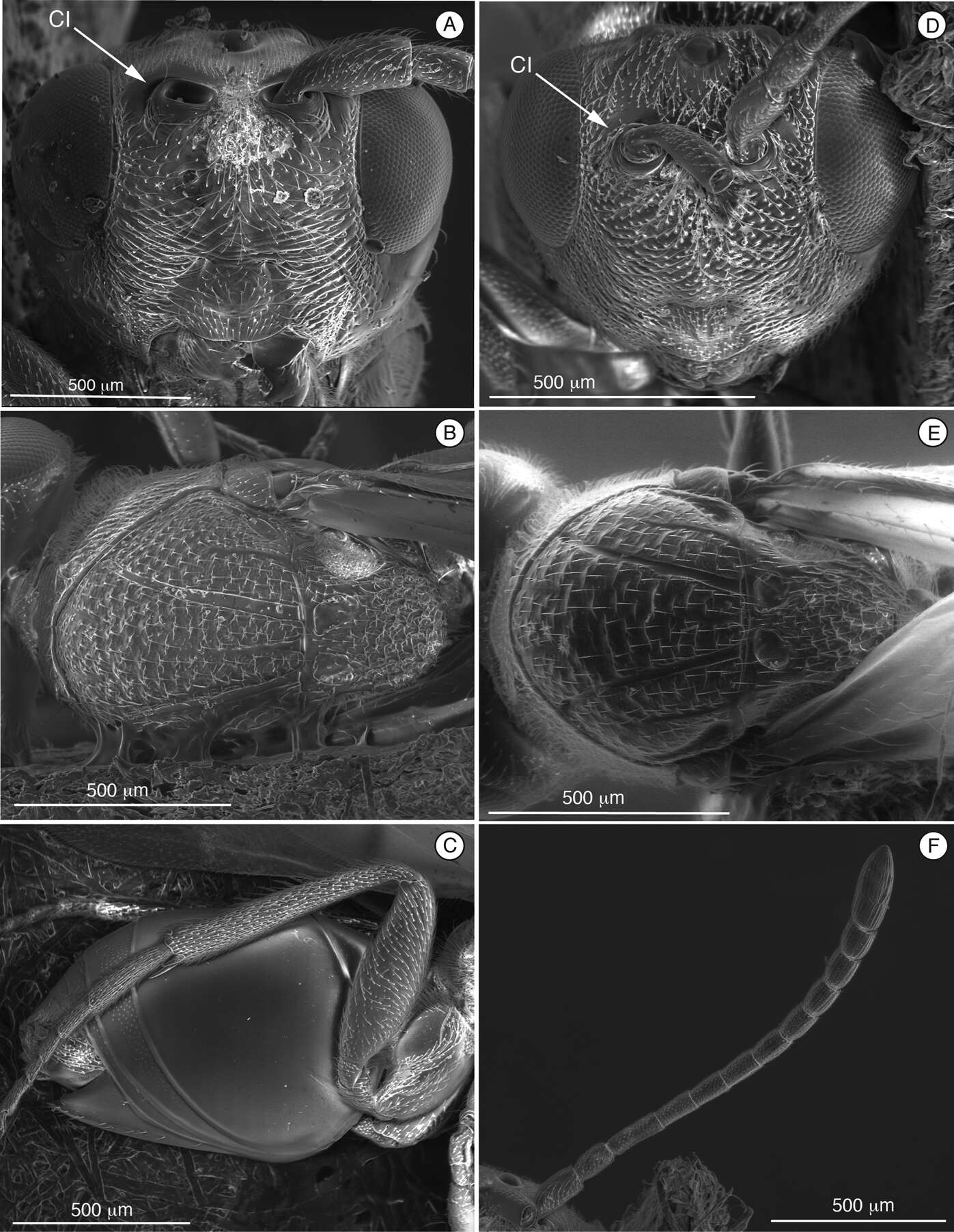 صورة Cicatrix Paretas-Martínez