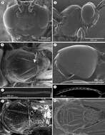 صورة Thrasorus rieki Paretas-Martínez & Pujade-Villar