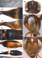 Image of stephanid wasps