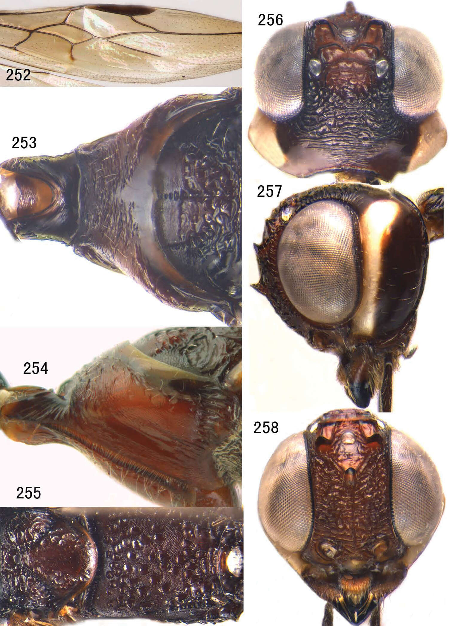 Image of Parastephanellus