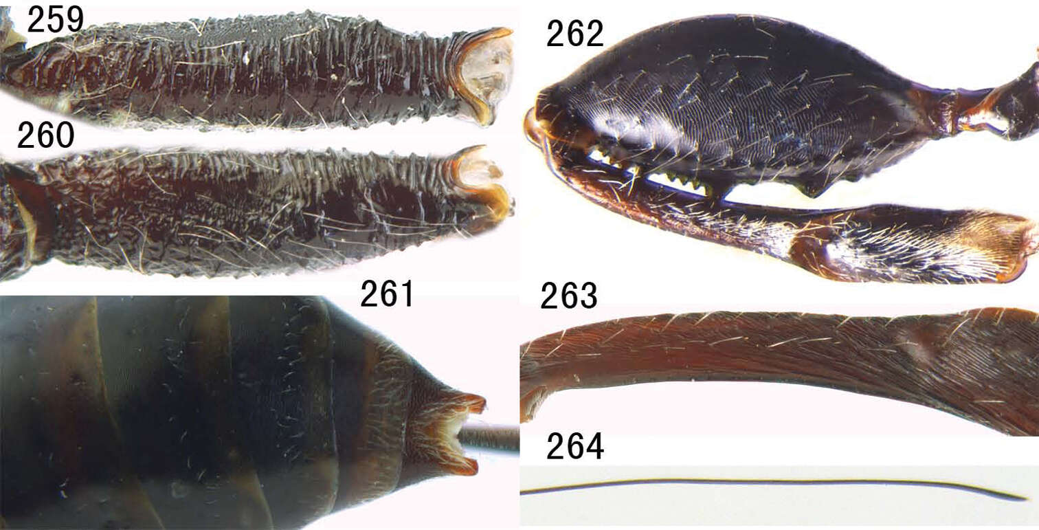 Sivun Parastephanellus kuva