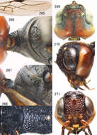 Image of Parastephanellus brevicoxalis Hong & van Achterberg