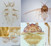 Plancia ëd Asiphonipponaphis