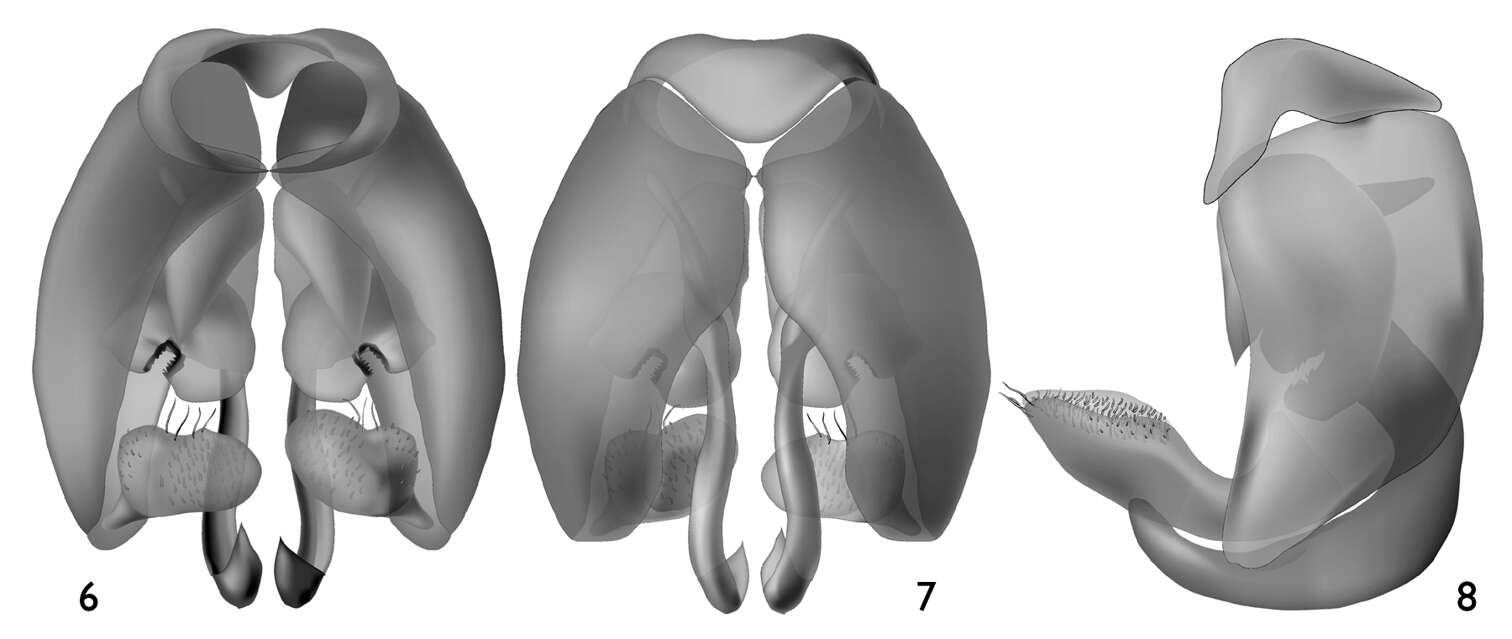 Image of Microsphecodes xaymacensis Engel