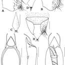 Image of Metolinus xizangensis Zhou, Yu-Lingzi & Hong-Zhang Zhou 2011